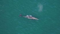 This photo by Orla O'Brien shows a gray whale south of Nantucket.