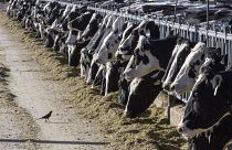 Dairy cattle feed at a farm.