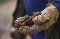 Black truffles are known as black diamonds or black gold.