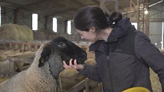 Behind the blockades: Witness joins France's protesting farmers