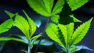 Cannabis clones are displayed for customers at Home Grown Apothecary in Oregon.