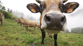 Field to plate: Spain's cattle rearing traditions passes down generation to generation 