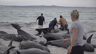 Beached whales Australia.