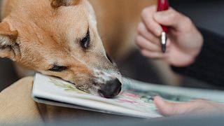 Canine creativity? A dog leans into a painting