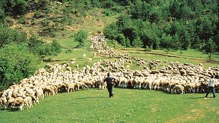 Picos de Europa National Park is the centre for cheese making in Asturias.