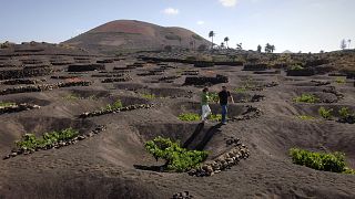 Despite extreme conditions, the Canary Islands provide a fertile ground for gastronomic products