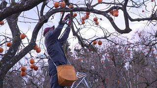 Produce from Fukushima back on market as controls guarantee safety