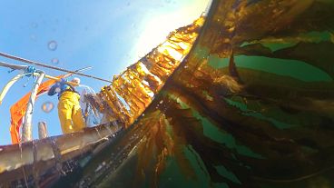 Seaweed harvesting in Ireland