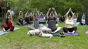 Piglets feeding on the backyard grass and interacting with yoga class participants