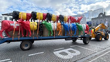 A tractor pulls a trailer filled with plastic cows prior to a protest of farmers outside of a meeting of EU agriculture ministers in Brussels.