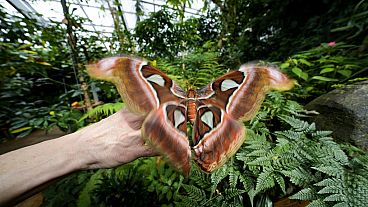 Ornithologist Francesca Rossi holds a newborn female Attacus lorquinii 