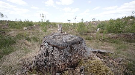 Exploring Sweden's forests: How is the industry dealing with the world's demands? 