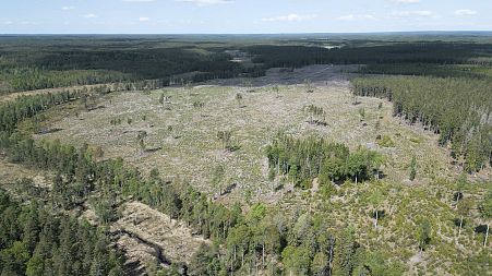 Bigger and healthier forests: how can we protect our carbon sinks?