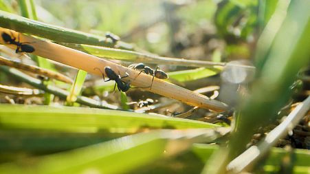 Alien ant invasion: how climate change helps exotic species colonise Europe