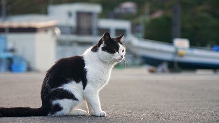 How are deer and cats helping boost tourism in Japan’s Tohoku region?