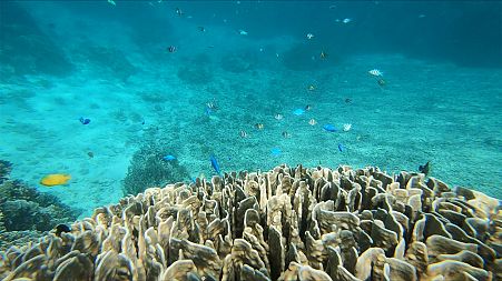 Ishigaki's Blue Coral one of Okinawa's must-see adventures