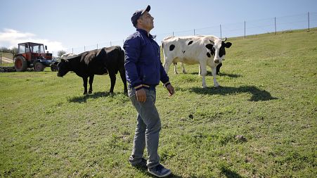 A local farmer walks next to his cows in Luncavita, Romania, 2019.