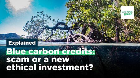 What are blue carbon credits and can they help battle the climate crisis?