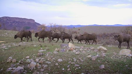 The call of the wild: on safari in Bulgaria's Rhodope Mountains 