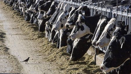 Dairy cattle feed at a farm.