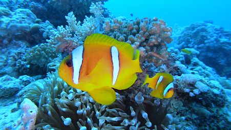 Divers delight in Jeddah's spectacular Red Sea coast 